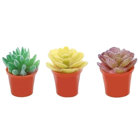 Set da 3 vasi con piante per pastori da 7 a 15 cm