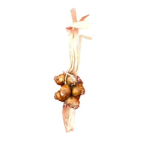 Ceppo di cipolle per pastori da 15 a 25 cm