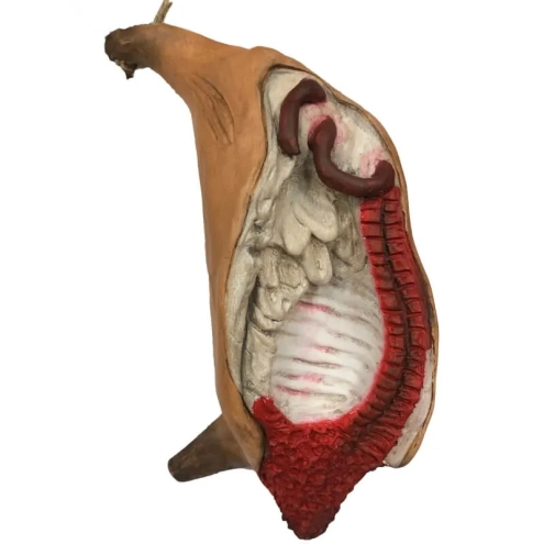 Carne in terracotta per pastori da 35 a 45 cm