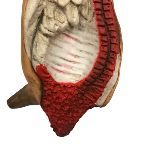 Carne in terracotta per pastori da 35 a 45 cm 2